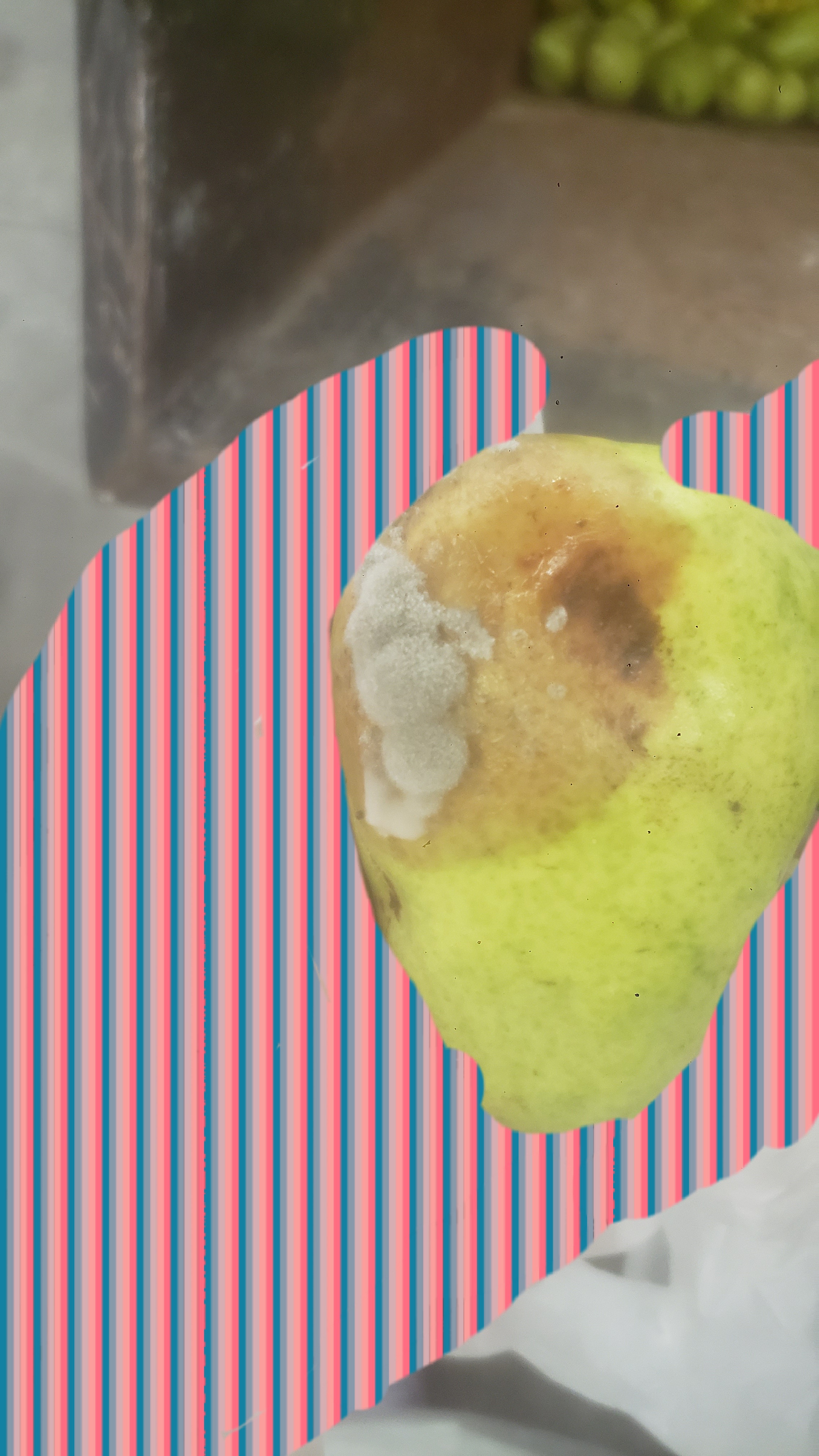 Hand holds moldy pear.